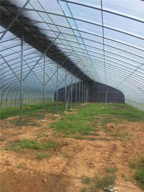 阳泉温室大棚建设指南与联系方式全解析